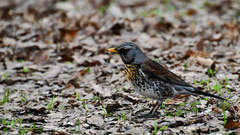 Turdus pilaris