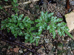 Pteris ensiformis