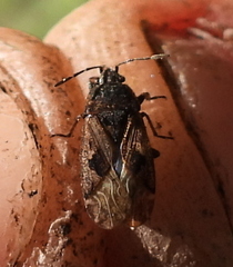 Sphragisticus nebulosus