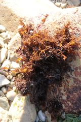 Caulacanthus