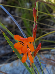 Watsonia schlechteri
