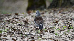 Turdus pilaris