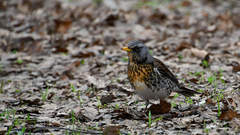 Turdus pilaris