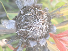 Protea foliosa