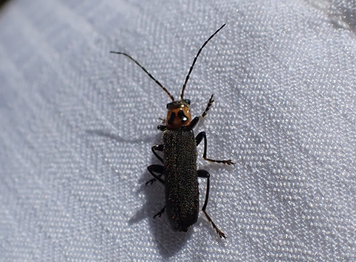 iNaturalist observation photo of Cyrtomoptera divisa