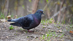 Columba livia