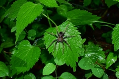 Dolomedes nigrimaculatus
