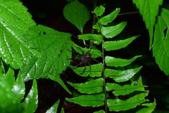 Dolomedes nigrimaculatus