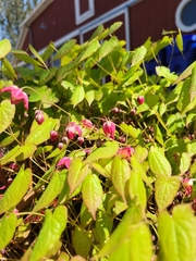 Epimedium × rubrum