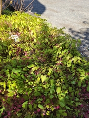 Epimedium × rubrum