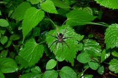 Dolomedes nigrimaculatus