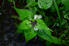 Dolomedes nigrimaculatus