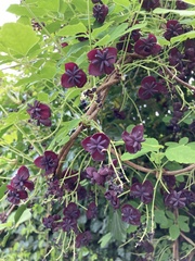Akebia × pentaphylla