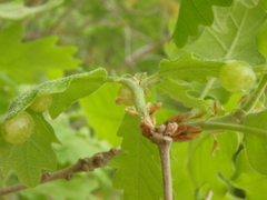 Neuroterus quercusbaccarum