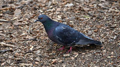 Columba livia