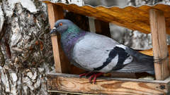 Columba livia