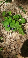 Viola sororia