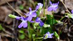 Viola hirta
