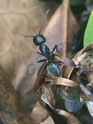 Eastern Black Carpenter Ant photo 6