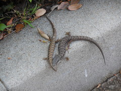 Elgaria multicarinata