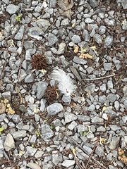 Liquidambar styraciflua