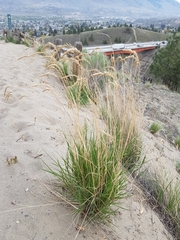 Agropyron cristatum