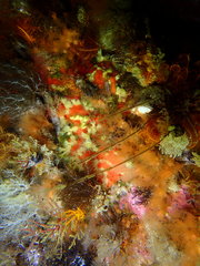 Parazoanthus capensis