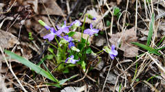 Viola hirta