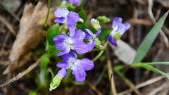 Viola hirta