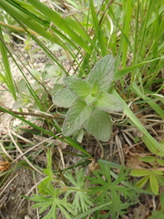 Clinopodium caucasicum