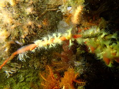 Parazoanthus capensis