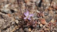 Leptosiphon pygmaeus continentalis