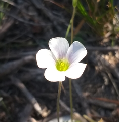 Oxalis orthopoda