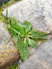 Plantago major