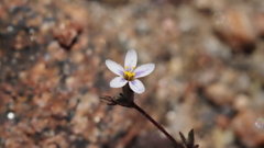 Leptosiphon pygmaeus continentalis
