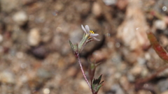 Leptosiphon pygmaeus continentalis