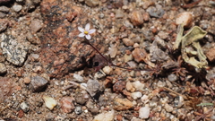 Leptosiphon pygmaeus continentalis