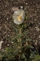 Argemone gracilenta