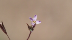 Leptosiphon pygmaeus continentalis