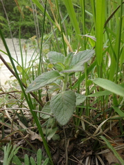 Clinopodium caucasicum