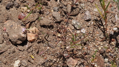 Leptosiphon pygmaeus continentalis