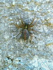 Textrix denticulata