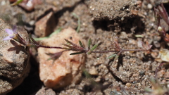 Leptosiphon pygmaeus continentalis
