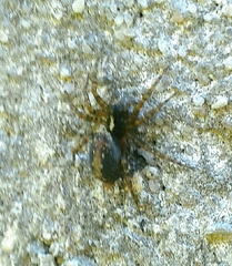 Textrix denticulata