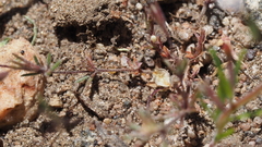 Leptosiphon pygmaeus continentalis