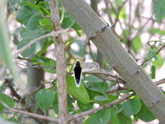 Oxybelis potosiensis