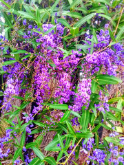 Hardenbergia