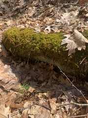 Hypnum fauriei