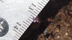 Leptosiphon pygmaeus continentalis