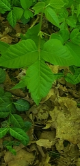 Toxicodendron radicans